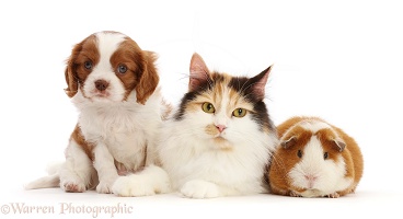 Cavalier puppy with Guinea pig and Calico cat