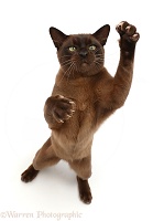 Brown Burmese cat, swiping with a paw