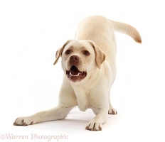 Pale Yellow Labrador, 3 years old, in play-bow