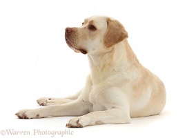 Pale Yellow Labrador, 3 years old