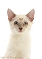 Sepia tabby Bengal-cross kitten, portrait