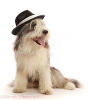 Bearded Collie, wearing a trilby hat