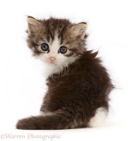 Tabby-and-white kitten looking round over its shoulder