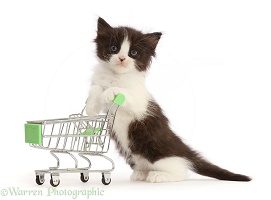 Black-and-white kitten, pushing a shopping trolley