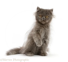 Scruffy Blue Persian kitten, sitting