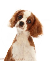 Blenheim Cavalier King Charles Spaniel puppy