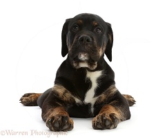 Tricolour Rottweiler x Bulldog pup