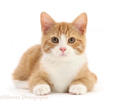 Ginger kitten, lying with head up