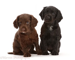 Black and Chocolate Cocker Spaniel pups