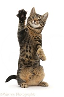 Tabby cat, reaching up