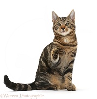 Tabby cat pointing a paw