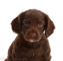 Chocolate Cocker Spaniel Puppy, 5 weeks old