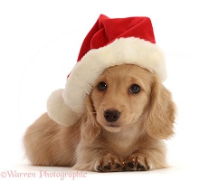 Cream Dachshund puppy wearing a Santa hat