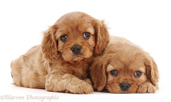 Two ruby Cavalier puppies