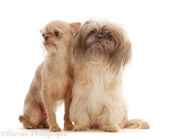 Shi tzu - Chihuahua cross dogs, sitting together