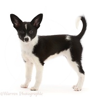 Collie x Papillon puppy, 12 weeks old, standing