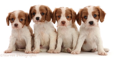 Four Blenheim Cavalier puppies sitting in a row