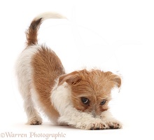 Tan-and-white Jack Russell Terrier puppy in play-bow