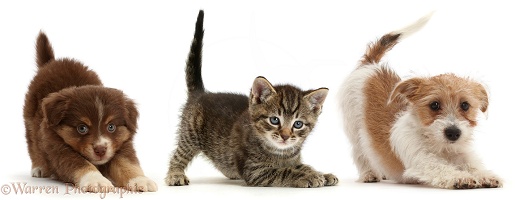 Two puppies and a kitten in similar play-bow pose