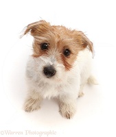 Tan-and-white Jack Russell Terrier puppy looking up