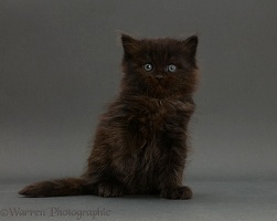 Black Ragdoll-cross kitten, sitting on grey background