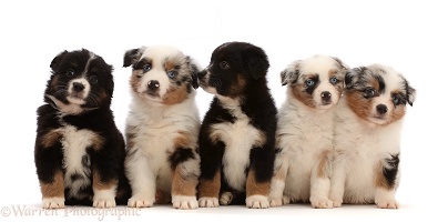 Five Miniature American Shepherd puppies