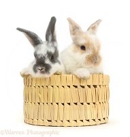 Baby bunnies in a wicker basket