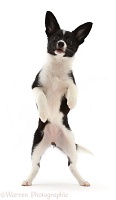 Collie x Papillon puppy, 12 weeks old, standing up on hind legs