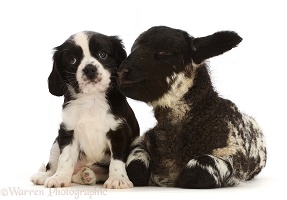 Cavalier puppy with black-and-white Suffolk cross Mule lamb