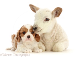 Cavalier puppy with white Texel cross Mule lamb