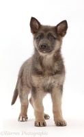 Blue-and-tan German Shepherd Dog puppy
