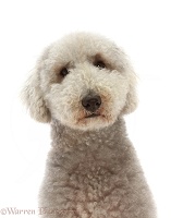 Bedlington Terrier, 6 years old, portrait