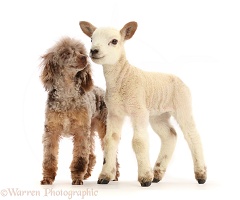 Chocolate merle Poodle with white Texel cross Mule lamb