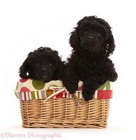Two Black Poodle puppies, 8 weeks old, in a basket