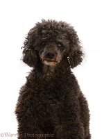 Elderly Poodle showing cataract in eyes