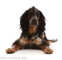 Blue Roan Tricolour Cocker Spaniel, lying with head up