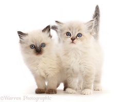 Ragdoll-cross kittens, 5 weeks old