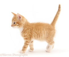Ginger kitten, 7 weeks old, walking across