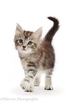 Silver tabby kitten, walking
