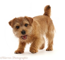 Norfolk terrier, 6 months old, in semi play bow