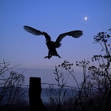 Barn Owl silhouette with moon