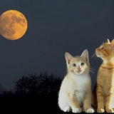 Two kittens under the moon