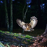 Tawny Owl & Mouse on Fallen pine