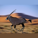 Oryx in motion