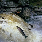 Salmon Leaping