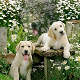 Pups & Wolf in Daisy field