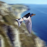 Swallow in flight over cliff