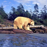 White Bear on beach