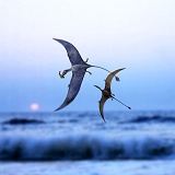 Pterosaurs at sunset