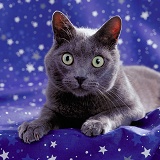 Cat with stars in its eyes